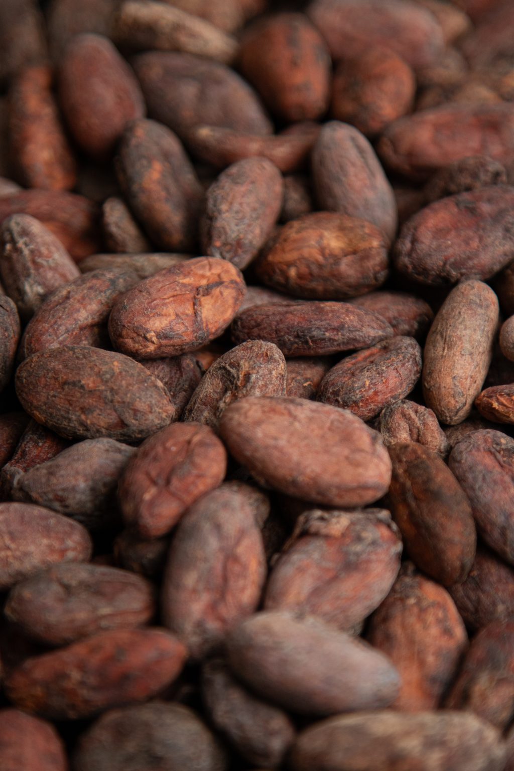 Cacao en grano